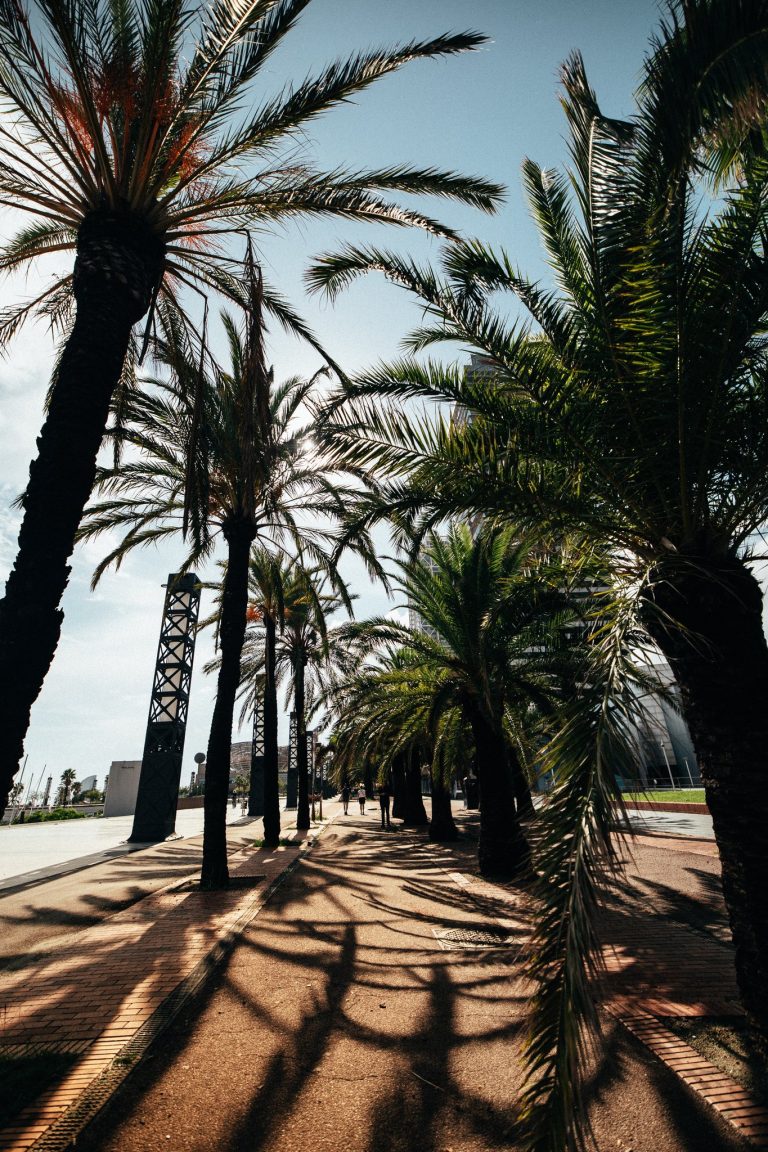 Allée bordée de palmiers au soleil, ombres portées sur le sol, à Barcelone