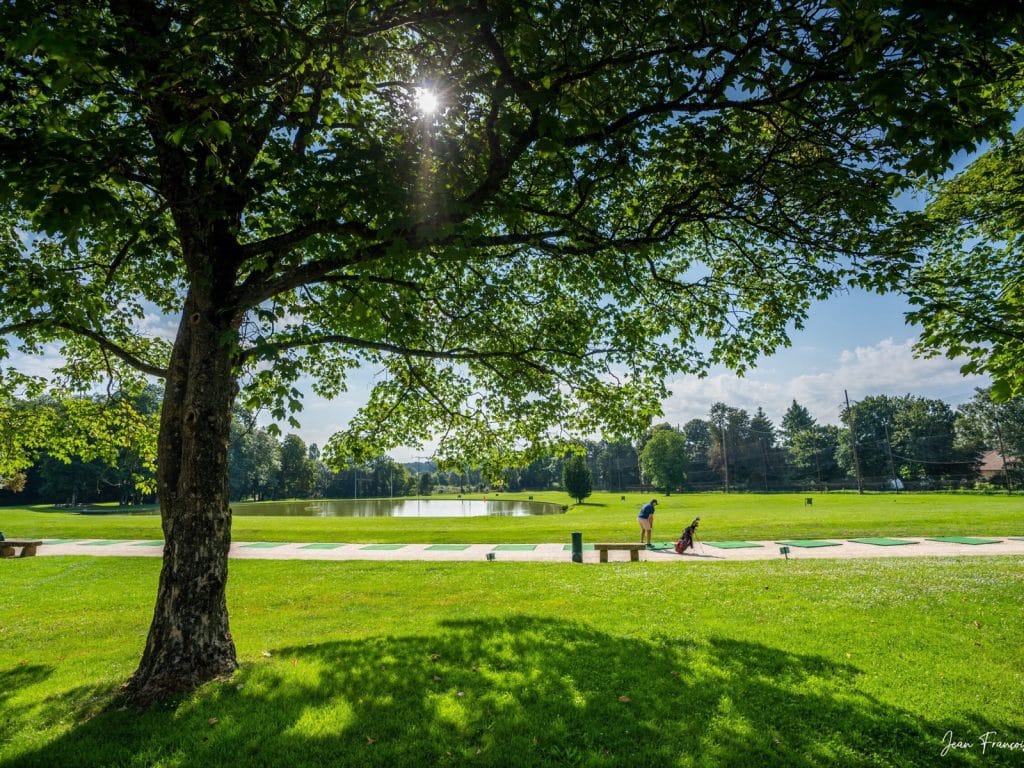 Grand arbre au bord du practice de golf et de l’étang